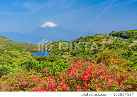 (Shizuoka Prefecture) View of Mount Fuji from Hakone Gendake with azaleas blooming 102894534