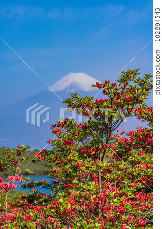 （靜岡縣）杜鵑花盛開的箱根源岳眺望富士山 102894543