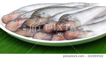 Fresh water Pabda fish 102894582