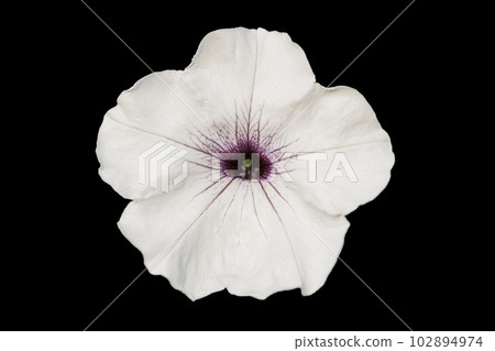 White petunia closeup on a black background. 102894974