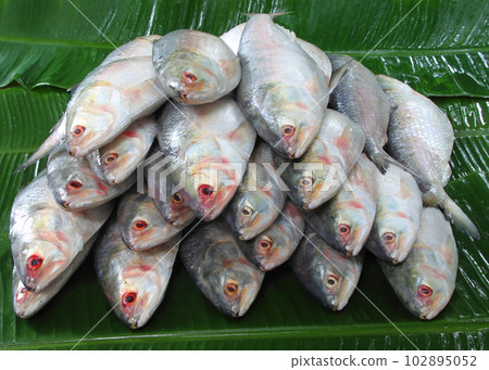 Pile of Ilish fish 102895052