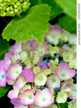Hydrangea that colors the season Hydrangea that colors the season 102895058