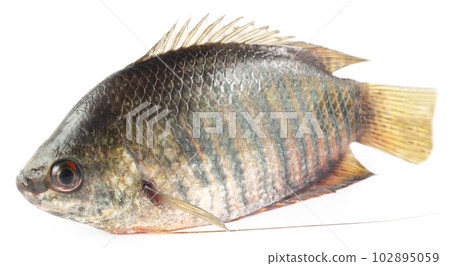 Banded gourami of Southern Asia Banded gourami of Southern Asia 102895059