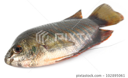 Banded gourami of Southern Asia 102895061