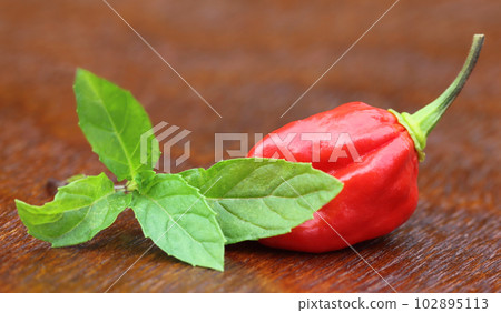 Bhut Jolokia chili pepper with mint leaves 102895113