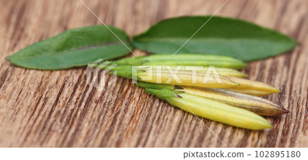 Chirata leaves with pods Chirata leaves with pods 102895180