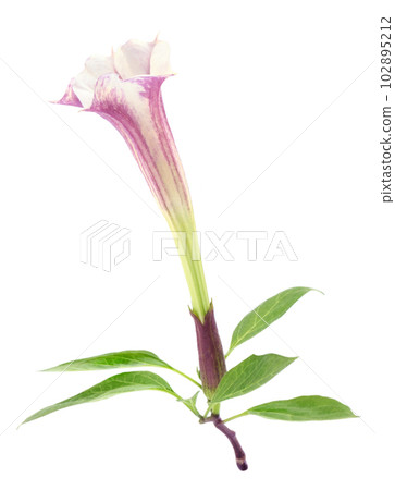 Datura flower 102895212