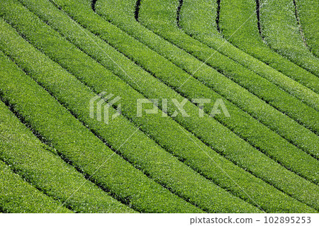 Beautiful Yame Chuo Tea Garden, a tea-producing region that represents Fukuoka Prefecture 102895253