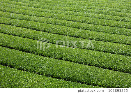 Beautiful Yame Chuo Tea Garden, a tea-producing region that represents Fukuoka Prefecture 102895255