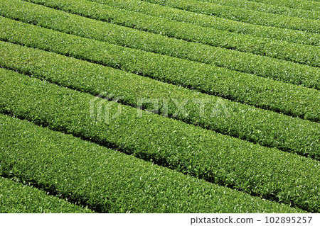 Beautiful Yame Chuo Tea Garden, a tea-producing region that represents Fukuoka Prefecture Beautiful Yame Chuo Tea Garden, a tea-producing region that represents Fukuoka Prefecture 102895257