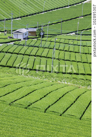 Beautiful Yame Chuo Tea Garden, a tea-producing region that represents Fukuoka Prefecture 102895307