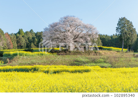 在巴巴的狂放的山櫻桃樹 102895340