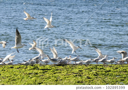 Gull and tern flock, Patagonia, Argentina Gull and tern flock, Patagonia, Argentina 102895399