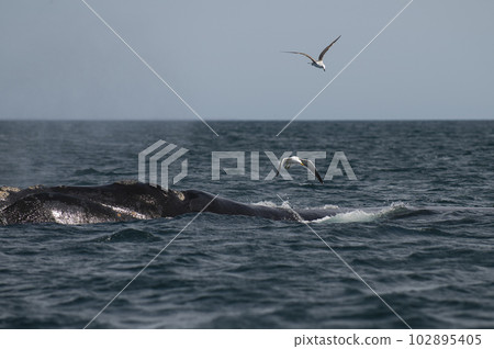 Whale tail out of water,Patagonia,Argentina. 102895405