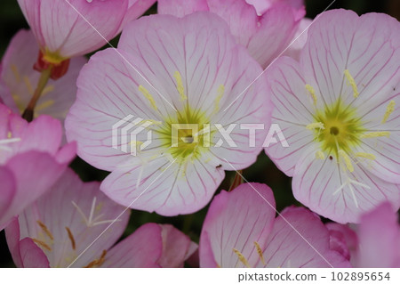 Pink woodpecker flowers blooming in the spring garden Pink woodpecker flowers blooming in the spring garden 102895654