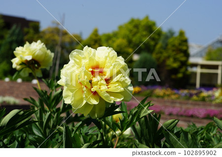 牡丹花。 102895902