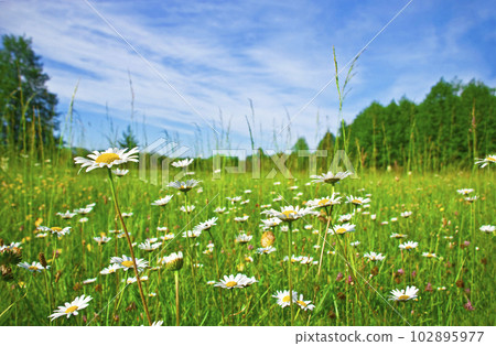 blossoming meadow and the blue sky blossoming meadow and the blue sky 102895977