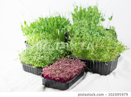 The concept of a healthy diet, growing microgreens - boxes of red amaranth, mustard, arugula, peas, cilantro on a home white windowsill The concept of a healthy diet, growing microgreens - boxes of red amaranth, mustard, arugula, peas, cilantro on a home white windowsill 102895979