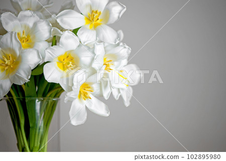 bouquet of fresh white tulips in glass vase on a beige background on a table in the interior of a modern apartment 102895980