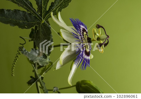 Blue passionflower, flower detail, Pampas forest, Argentina. Blue passionflower, flower detail, Pampas forest, Argentina. 102896061