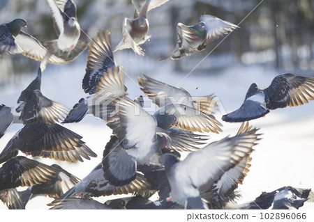 Background many urban pigeons catch seeds Background many urban pigeons catch seeds 102896066