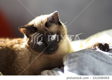 Siamese blue-eyed cat at home Siamese blue-eyed cat at home 102896068