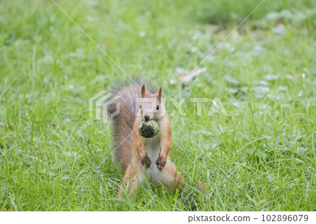 Squirrel with a nut in green grass Squirrel with a nut in green grass 102896079