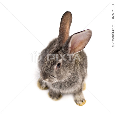 Organic livestock. Young gray rabbit isolated on a white background. Organic livestock. Young gray rabbit isolated on a white background. 102896094