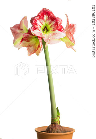 Red amaryllis flower blooming isolated with clipping path on white background,Amaryllis,Hippeastrums flowers Red amaryllis flower blooming isolated with clipping path on white background,Amaryllis,Hippeastrums flowers 102896103