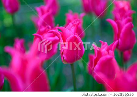 鬱金香漂亮的愛_0963 102896536