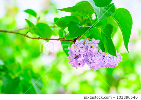 丁香花（豐平公園）_1257 102896540