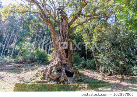 Takeo's Great Kusunoki (Takeo City, Saga Prefecture) 102897005