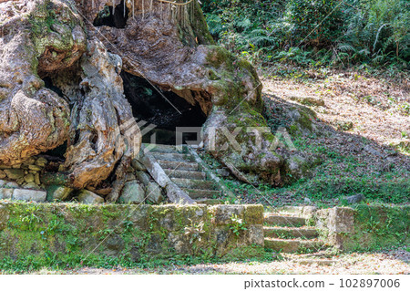 Takeo's Great Kusunoki (Takeo City, Saga Prefecture) 102897006