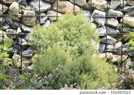Tropical garden with botanic plants stone 102897022
