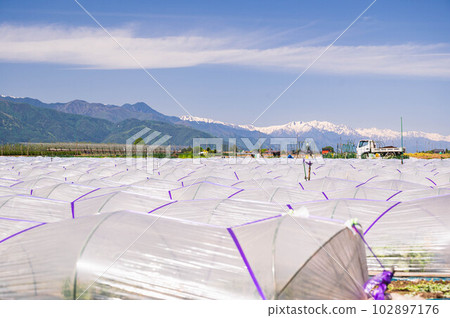 Watermelon field and Northern Alps 102897176