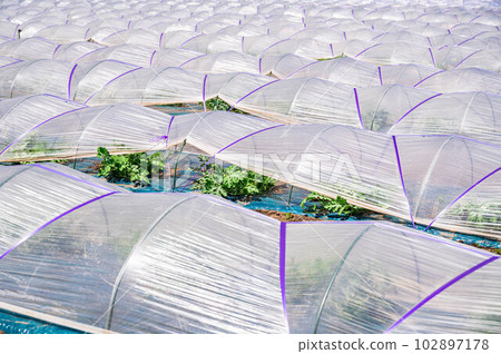 Watermelon field on one side Watermelon field on one side 102897178