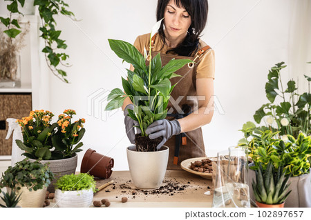 Woman home gardener transplanting white peace lily in flowerpot 102897657