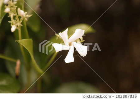 Jasminum sambac shrub produces charming little star-shaped white blooms. Exceptionally fragrant white little flowers among green foliage in spring garden. Sampaguita Jasmine or Arabian Jasmine flower. Jasminum sambac shrub produces charming little star-shaped white blooms. Exceptionally fragrant white little flowers among green foliage in spring garden. Sampaguita Jasmine or Arabian Jasmine flower. 102897839