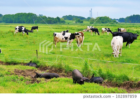 Cattle and pigs grazing in Hokkaido Cattle and pigs grazing in Hokkaido 102897859