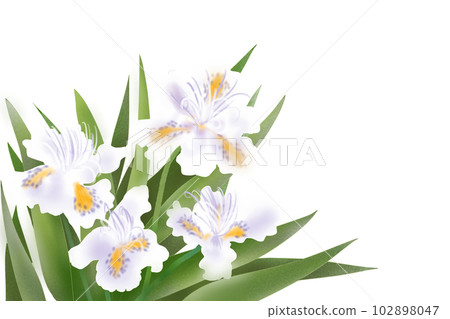 Shaga flower card 2 Shaga flower card 2 102898047