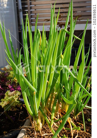 蔥，蔥，蔥，蔥，蔥花，蔥花 102898611