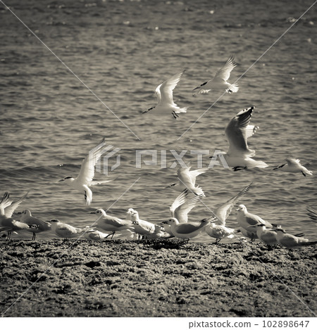 Gull and tern flock, Patagonia, Argentina Gull and tern flock, Patagonia, Argentina 102898647