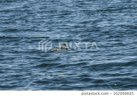 Cape Petrel, Antartic bird, Argentina 102898685