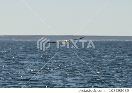 Cape Petrel, Antartic bird,  102898689