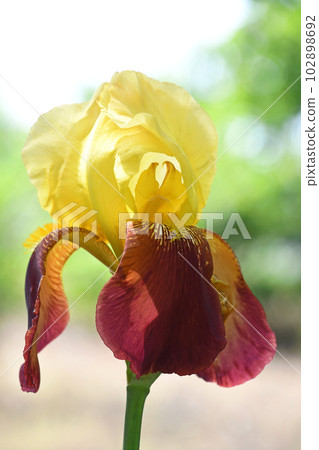 德國鳶尾（德國鳶尾） 102898692