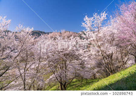 《長野縣》小川村二反田的櫻花 102898743