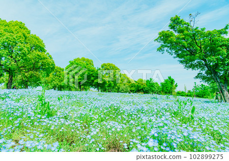 在市中心可以看到的 Nemophila 102899275
