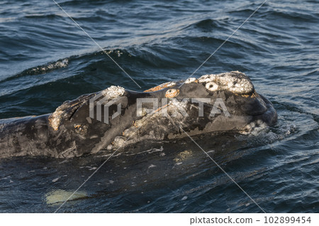 Southern right whale,jumping behavior,  Argentina 102899454