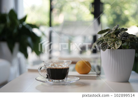 coffee glass cup and orange and Peperomia Caperata Variegata plant pot indoor working coffee glass cup and orange and Peperomia Caperata Variegata plant pot indoor working 102899514