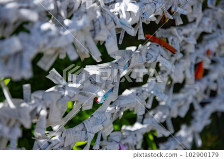 Omikuji tied at the bill office at Tomioka Hachimangu Shrine Omikuji tied at the bill office at Tomioka Hachimangu Shrine 102900179